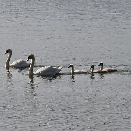 Prenocisce Cernosa Apartma Sveta Trojica v Slovenskih Goricah