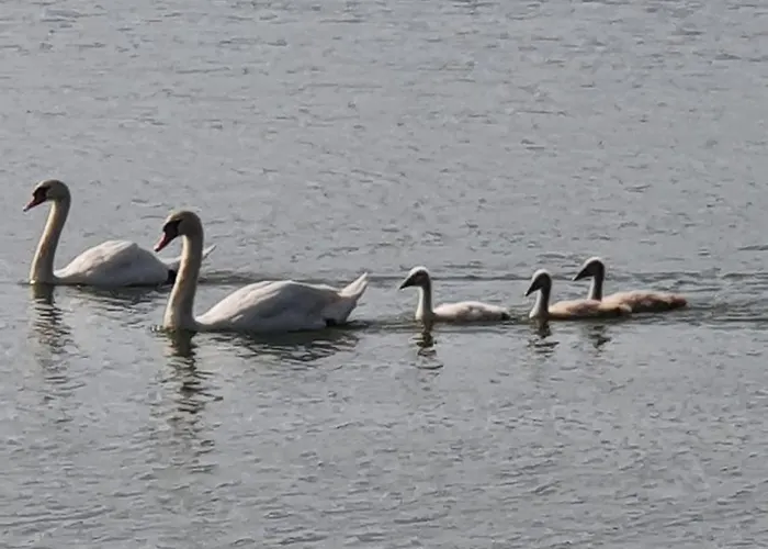 Prenocisce Cernosa Apartma Sveta Trojica v Slovenskih Goricah